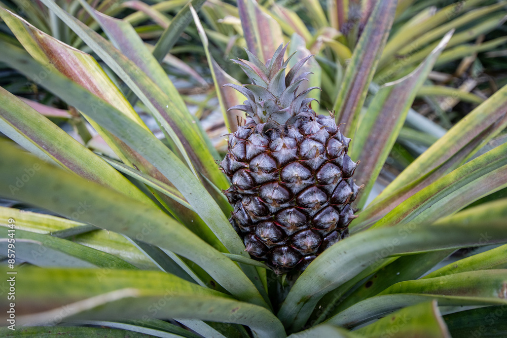 Close-up of a pineapple plant with a ripe pineapple growing among the green and red-tipped leaves Close-up of a pineapple plant with a ripe pineapple growing among the green and red-tipped leaves