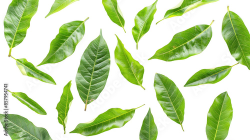 Scattered Mango Leaves