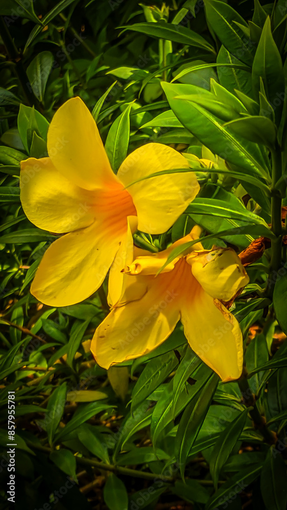 Obraz premium yellow flower in the garden