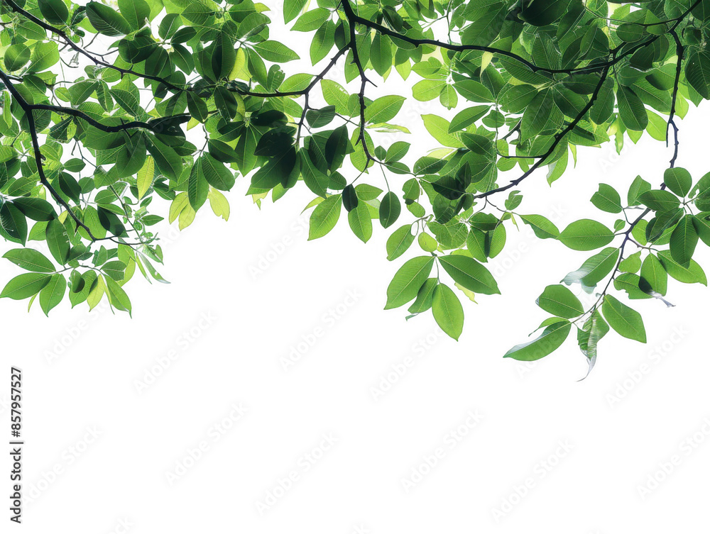 Green Tree Branches with Dense Leaves Green Tree Branches with Dense Leaves