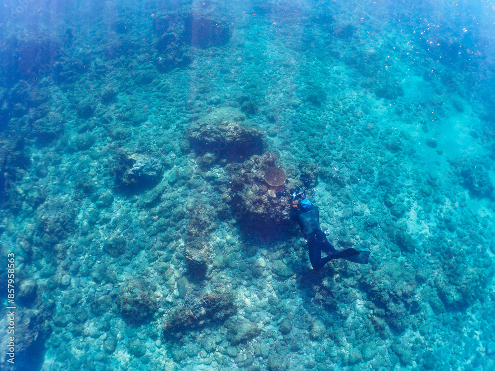 Fototapeta premium テーブルサンゴに住む可愛いフタスジリュウキュウスズメダイ（スズメダイ科）の幼魚の群れ他。 撮影するスキンダイバーもいる。日本国静岡県伊豆半島賀茂郡南伊豆町中木から渡し船で渡るヒリゾ浜にて。 2022年10月撮影。Reticulated Dascyllus (Dascyllus reticulatus) juvenile and others in Table Coral. 