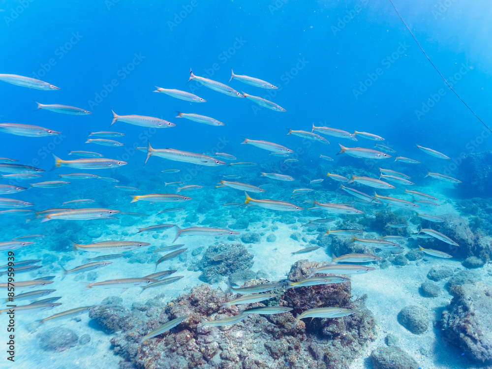 Fototapeta premium 岩場に集まる、美しいタイワンカマス（カマス科）他の群れ。日本国静岡県伊豆半島賀茂郡南伊豆町中木から渡し船で渡るヒリゾ浜にて。 2022年10月撮影。Beautiful a school of Yellowtail barracuda (Sphyraena obtusata) and others gather on a rocky beach. 