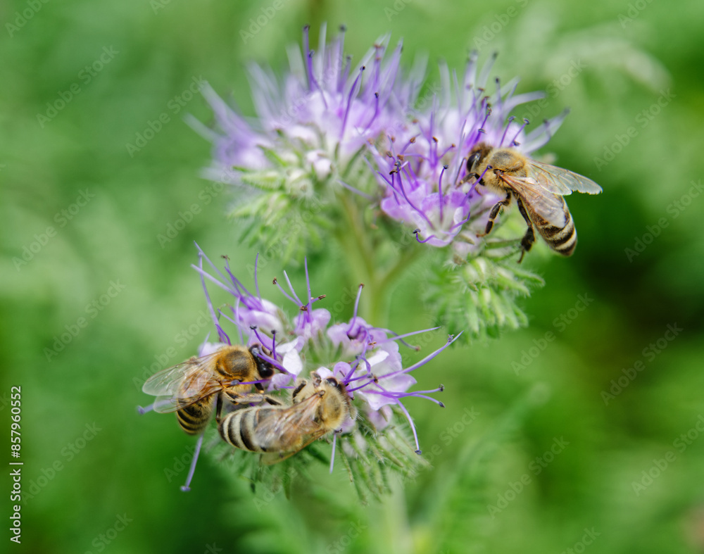 Honeybee on phacelia flower collecting nectar and pollen Honeybee on phacelia flower collecting nectar and pollen