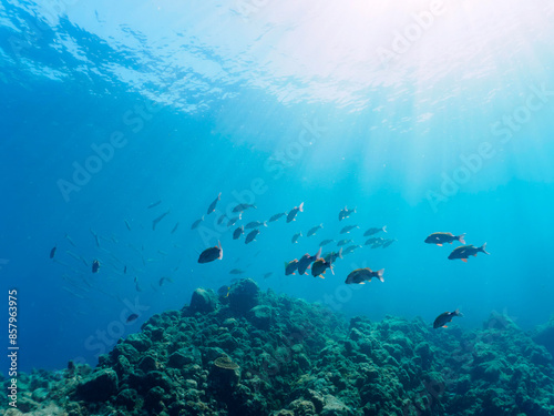 Wallpaper Mural 美しいホウライヒメジ（ヒメジ科）、タイワンカマス（カマス科）他の群れ。

日本国静岡県伊豆半島賀茂郡南伊豆町中木から渡し船で渡るヒリゾ浜にて。
2022年10月撮影。

A school of the Beautiful Yellowtail barracuda (Sphyraena obtusata), Whitesaddle goatfish (Parupeneus ciliatus) and Torontodigital.ca