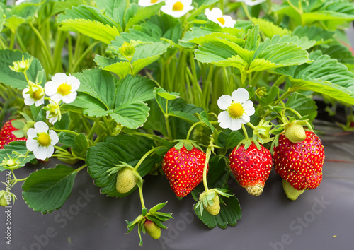 strawberries at hanging garden 
