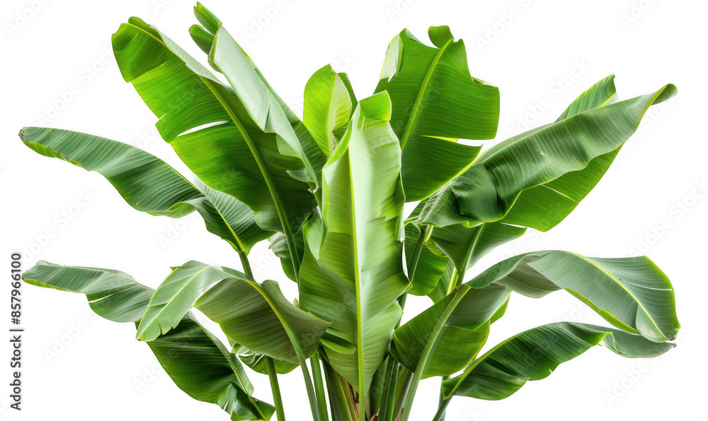 Obraz premium Tropical Banana Plant with Broad Green Leaves