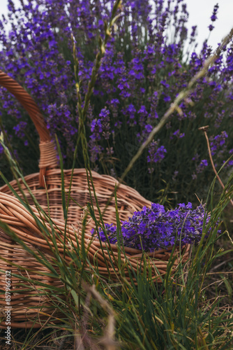 Basket with a lavender photo