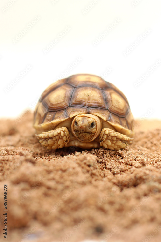 Cute small baby African Sulcata Tortoise in front of white background, African spurred tortoise isolated white background studio lighting,Cute animal Cute small baby African Sulcata Tortoise in front of white background, African spurred tortoise isolated white background studio lighting,Cute animal