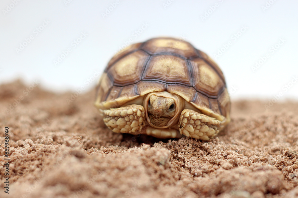 Cute small baby African Sulcata Tortoise in front of white background, African spurred tortoise isolated white background studio lighting,Cute animal Cute small baby African Sulcata Tortoise in front of white background, African spurred tortoise isolated white background studio lighting,Cute animal