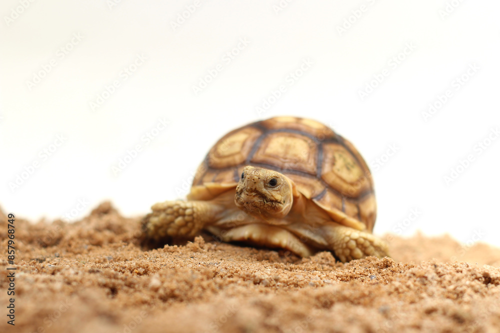 Cute small baby African Sulcata Tortoise in front of white background, African spurred tortoise isolated white background studio lighting,Cute animal Cute small baby African Sulcata Tortoise in front of white background, African spurred tortoise isolated white background studio lighting,Cute animal