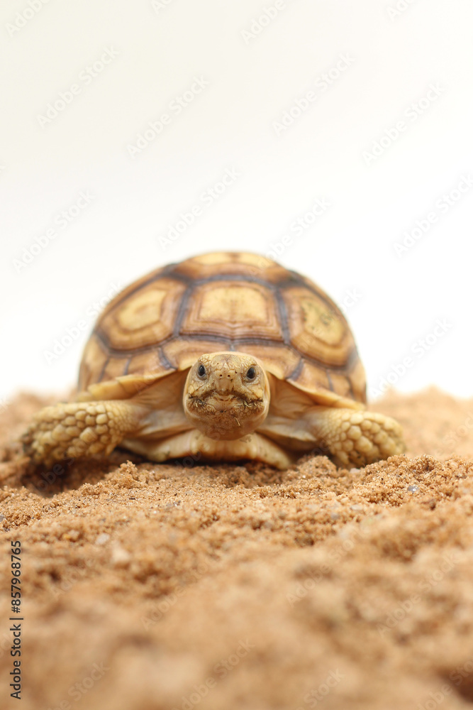 Obraz premium Cute small baby African Sulcata Tortoise in front of white background, African spurred tortoise isolated white background studio lighting,Cute animal