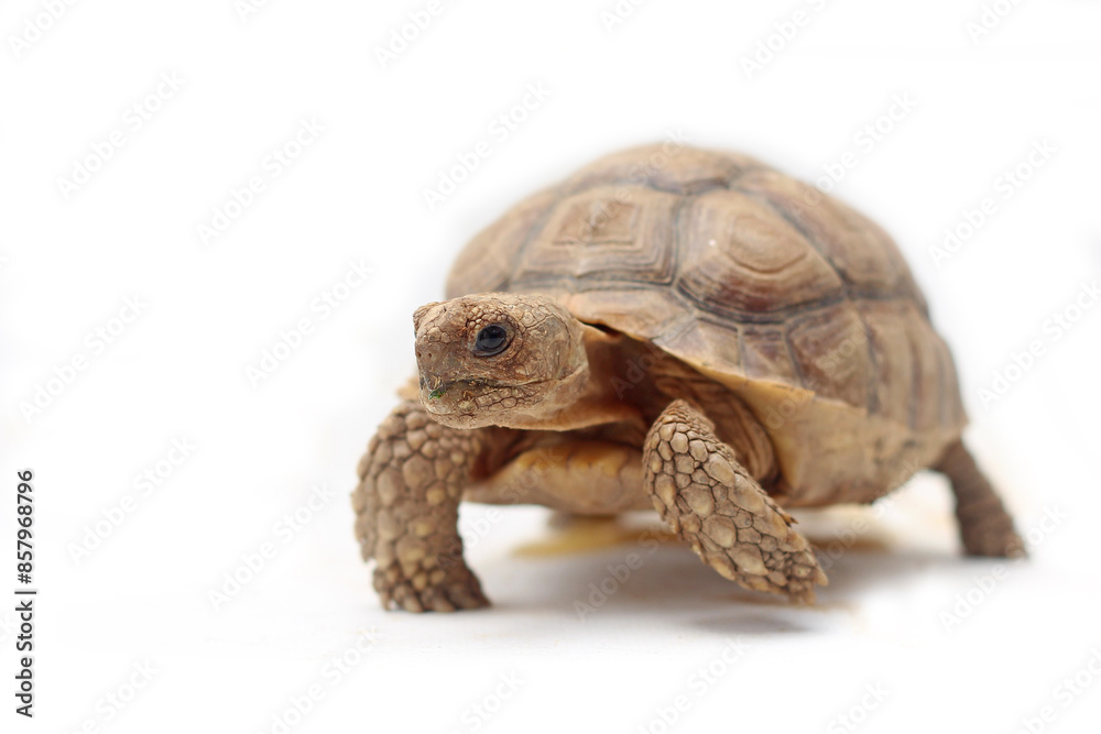 Obraz premium Cute small baby African Sulcata Tortoise in front of white background, African spurred tortoise isolated white background studio lighting,Cute animal