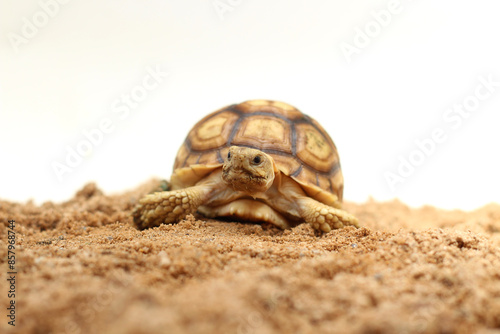 Cute small baby African Sulcata Tortoise in front of white background, African spurred tortoise isolated white background studio lighting,Cute animal