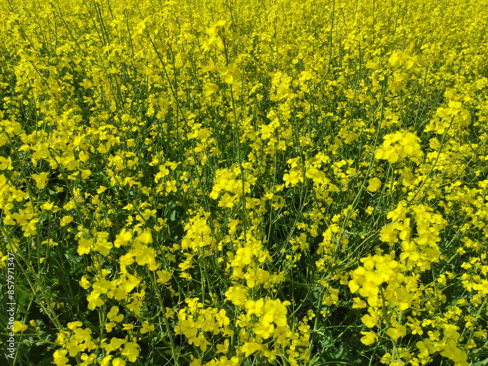Rapeseed yellow flowers on the field. Canola growth