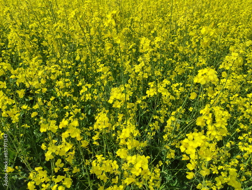Obraz na płótnie Rapeseed yellow flowers on the field. Canola growth w salonie