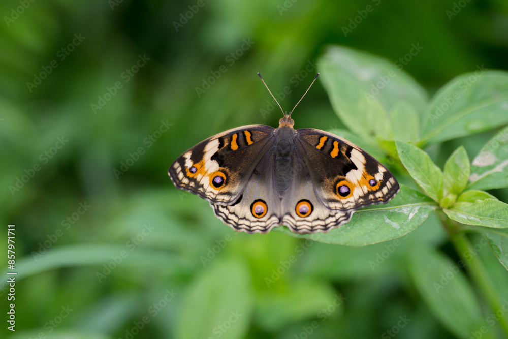 butterfly on leaf butterfly on leaf
