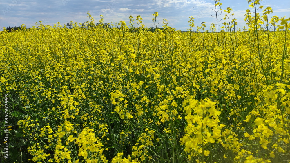 Rapeseed yellow flowers on the endless field on blue sky background. Canola growth