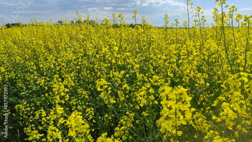 Obraz na płótnie Rapeseed yellow flowers on the endless field on blue sky background. Canola growth w salonie