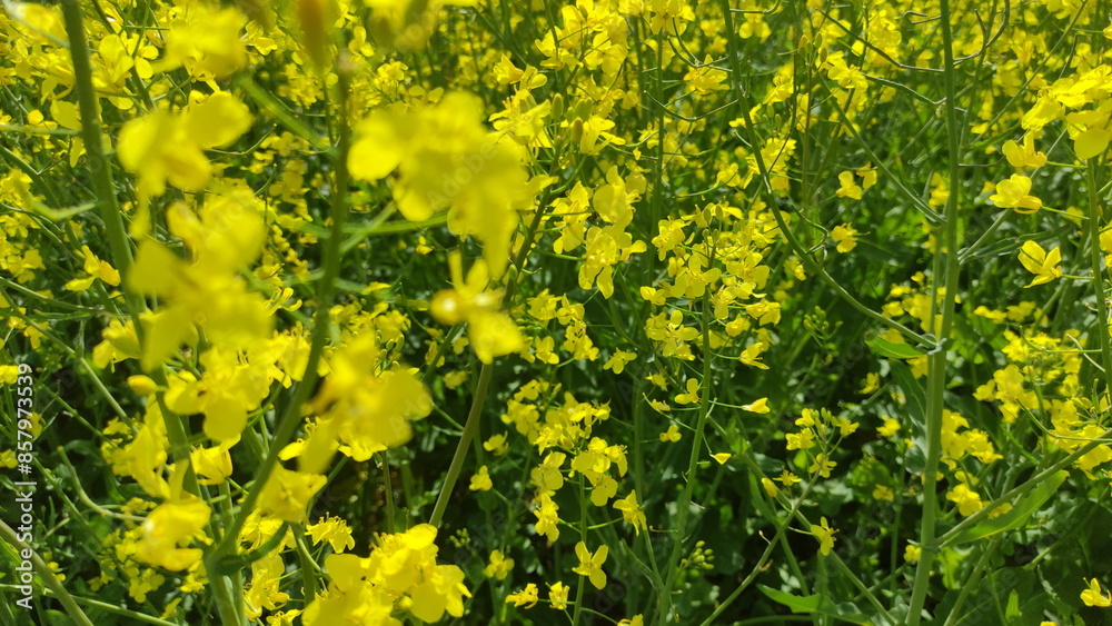Rapeseed yellow flowers close up on the field. Canola growth