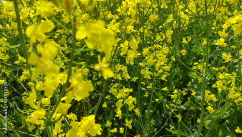Obraz na płótnie Rapeseed yellow flowers close up on the field. Canola growth w salonie