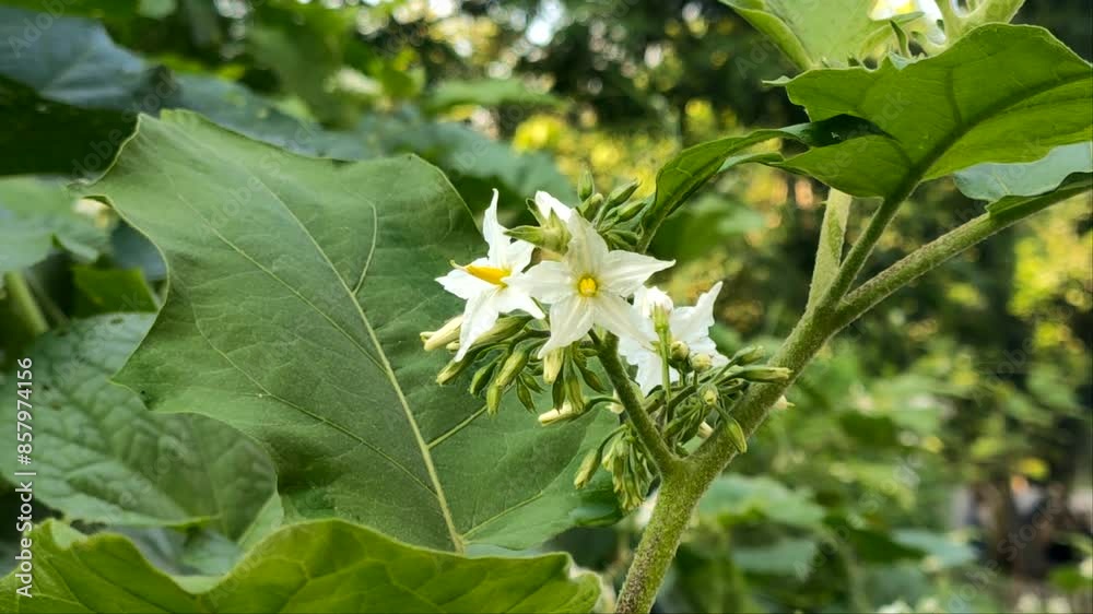 nature background, botanic, natural beauty, background texture, pistil, torvum, solanum, cepokak, freshness, tropical plant, tropical flower, green leaves, green foliage, mini eggplant, botanical, sta