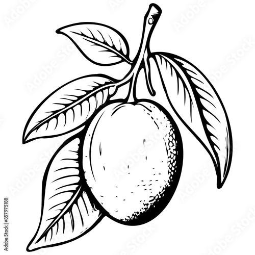 Langra Mango realistic,  ink sketch of fruit outline, transparent background photo