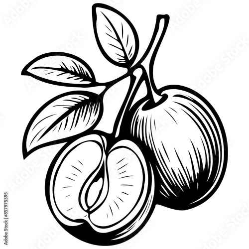 Monochrome Coco Plum drawing, vintage fruit  illustration, vector image photo