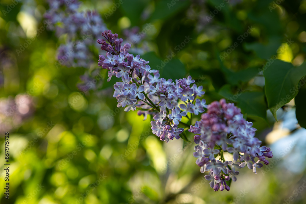 natural green background with lilac flowers natural green background with lilac flowers