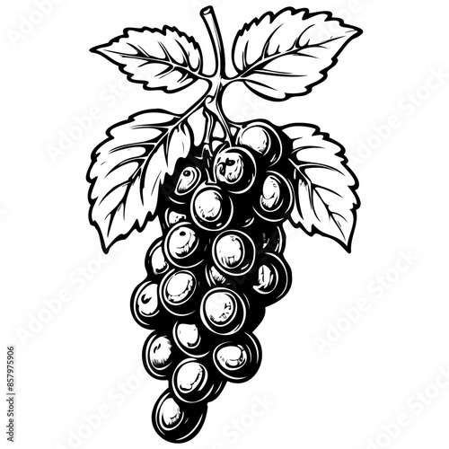Raisin vector hand drawn fruit illustration, transparent background