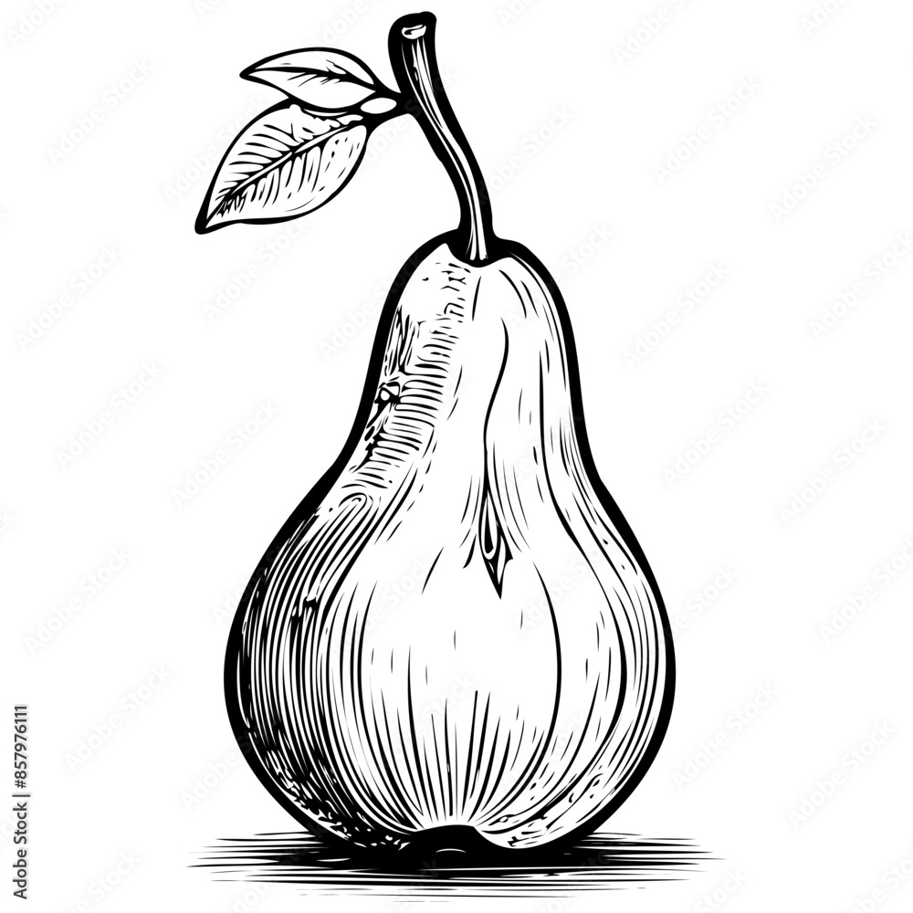 Rocha Pear engraving drawing of fruit, monochrome