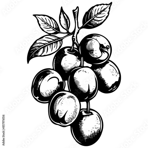 Sketches Dav monochrome hand drawn fruit illustration, transparent background