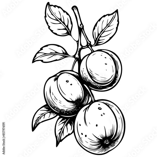 Sketches Manchurian Apricot engraving drawing of fruit, monochrome