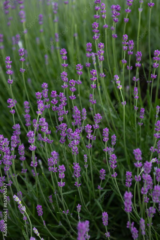 Fototapeta premium natural background with fragrant lavender flowers