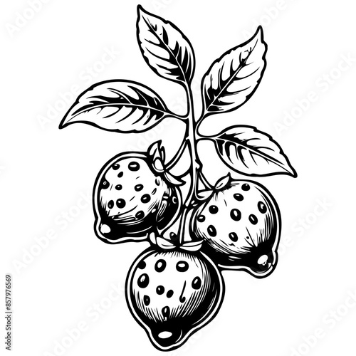 Vector Limeberry drawing, vector realistic outline fruit, transparent background photo