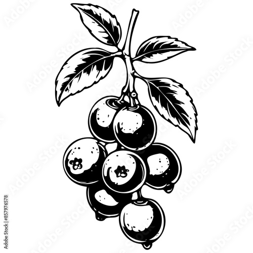 Vector Sloe isolated hand drawn fruit illustration, transparent background