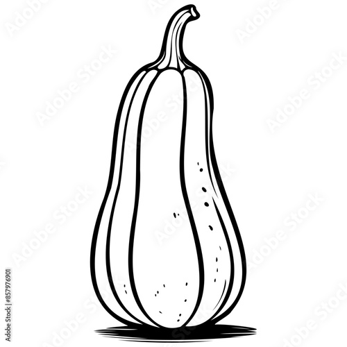 Yellow Squash drawing, outline cartoon fruit, vector engraving with transparent background