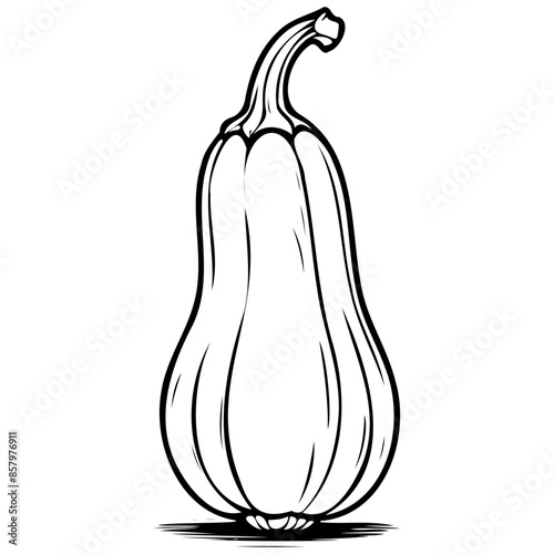 Yellow Squash drawing, fruit head, line art black realistic sketches painting