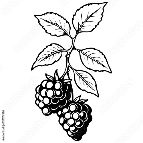 Youngberry engrave hand drawn fruit illustration, transparent background photo