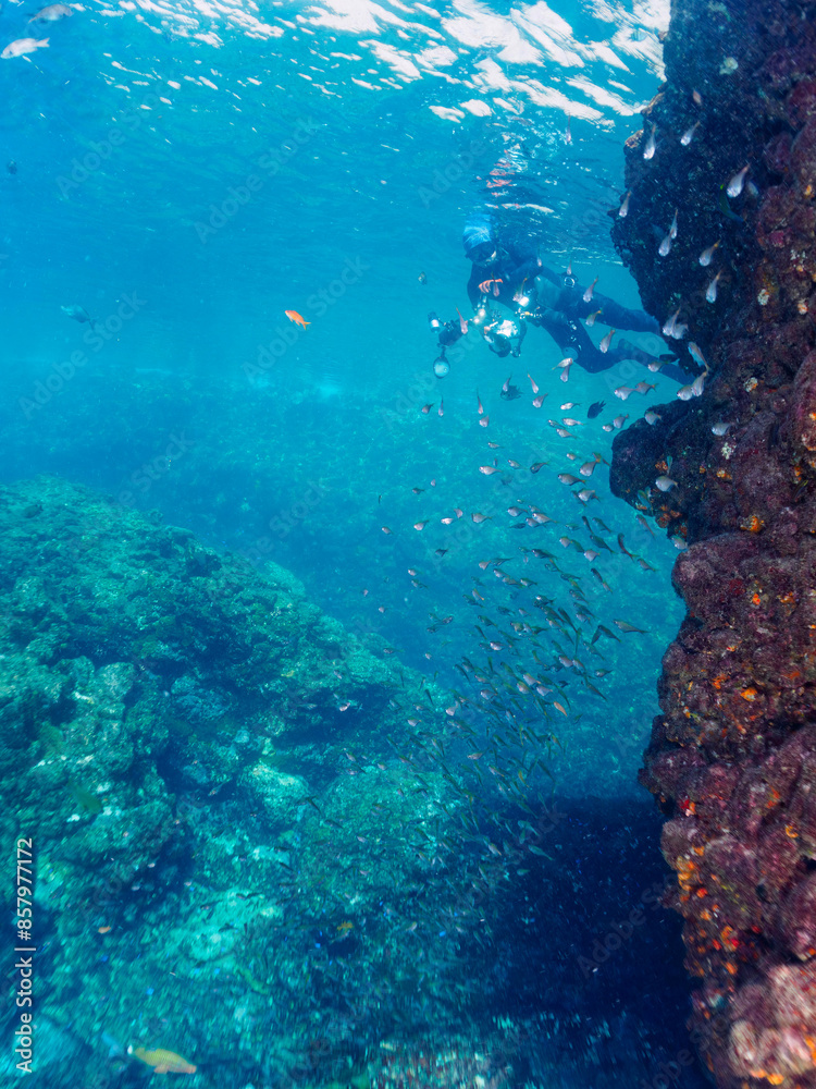 Fototapeta premium 水中洞窟にいる、美しいミナミハタンポ（ハタンポ科）、クロホシイシモチ（テンジクダイ科）他の幼魚の群れ。日本国静岡県伊豆半島賀茂郡南伊豆町中木から渡し船で渡るヒリゾ浜にて。 2022年10月撮影。Black-Stripe Sweeper (Pempheris schwenkii), a Spotnape cardinalfish (Ostorhinchus notatus), 