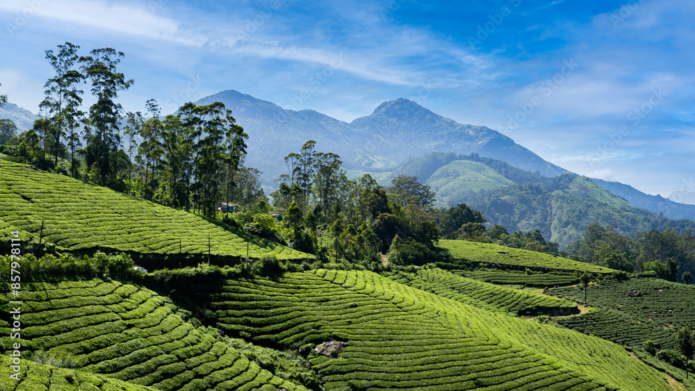 Obraz premium Tea plantation in the hills of Munnar. View of a tea plantation on a bright sunny day high up in the hills of Munnar, Kerala, India.