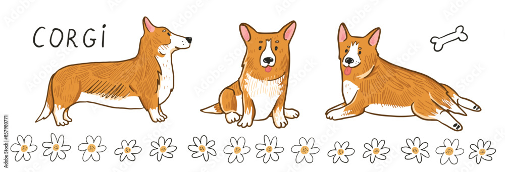Fototapeta premium Corgi dog vector illustrations set.
