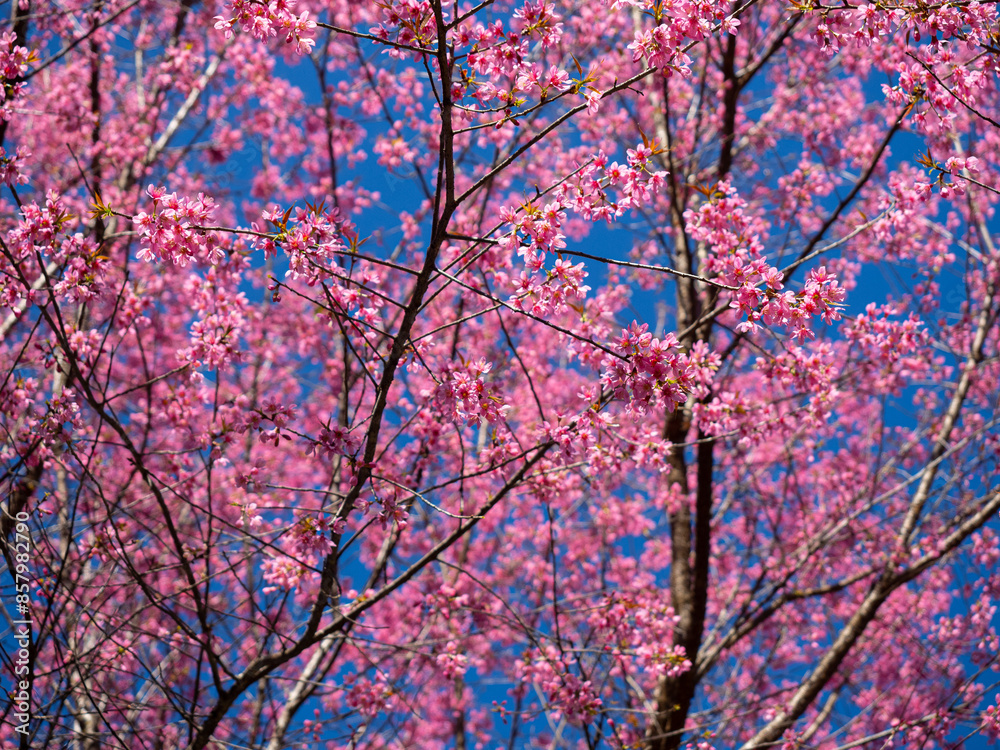 Pink Cherry blossom and empty road with clear blue sky background Pink Cherry blossom and empty road with clear blue sky background
