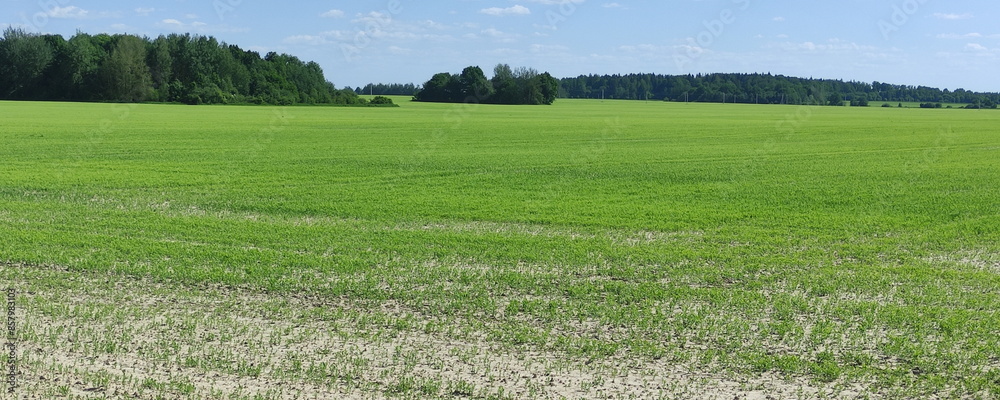 East European green field of grass and blue sky