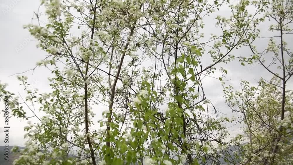 Blooming apple and cherry trees in the garden on the background of the mountains. Blooming apple and cherry trees in the garden on the background of the mountains.