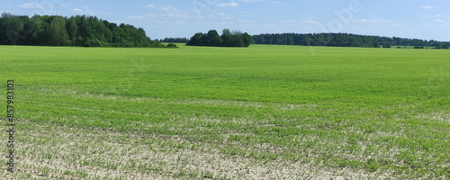 Obraz na płótnie East European green field of grass and blue sky w salonie