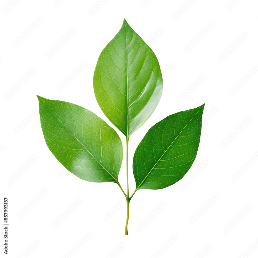green leaf isolated on transparent background, clipping path, png. green leaf isolated on transparent background, clipping path, png.
