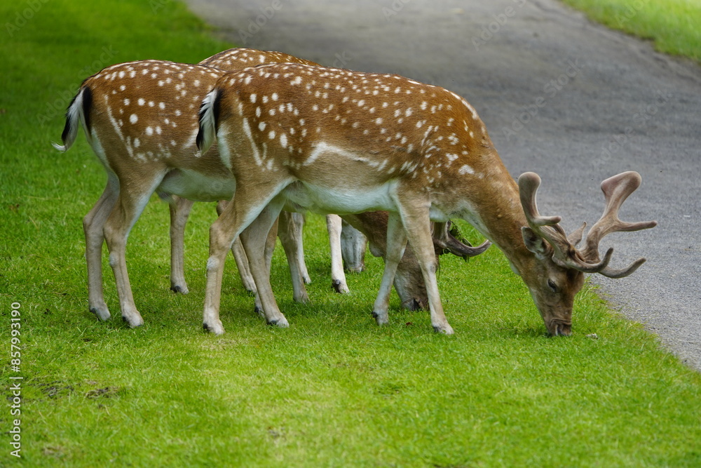 The European fallow deer (Dama dama), also known as the common fallow deer or simply fallow deer, is a species of ruminant mammal belonging to the family Cervidae. Hanover, Germany. The European fallow deer (Dama dama), also known as the common fallow deer or simply fallow deer, is a species of ruminant mammal belonging to the family Cervidae. Hanover, Germany.