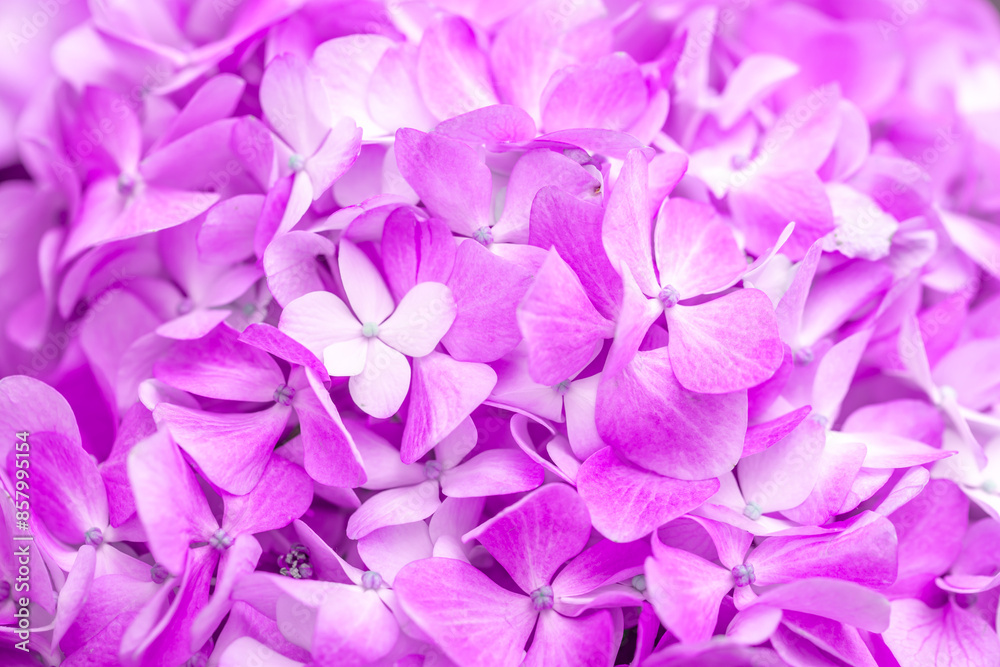 Obraz premium Lilac flowers close up. Bouquet of purple flowers. City flower beds, a beautiful and well-groomed garden with flowering bushes.