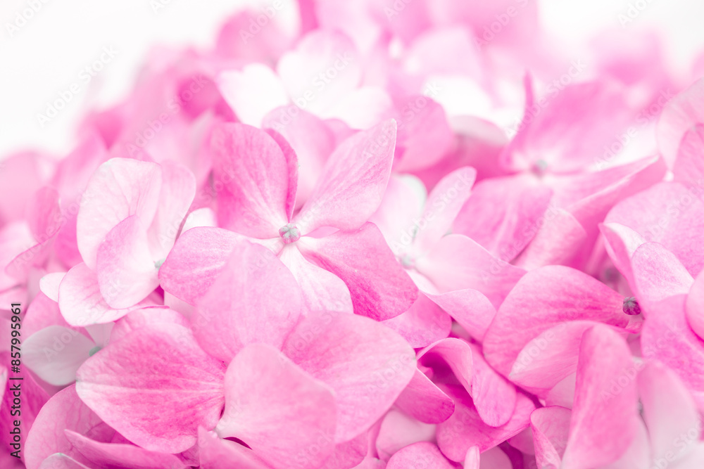 Pink flowers close up. Bouquet of purple flowers. City flower beds, a beautiful and well-groomed garden with flowering bushes. Pink flowers close up. Bouquet of purple flowers. City flower beds, a beautiful and well-groomed garden with flowering bushes.