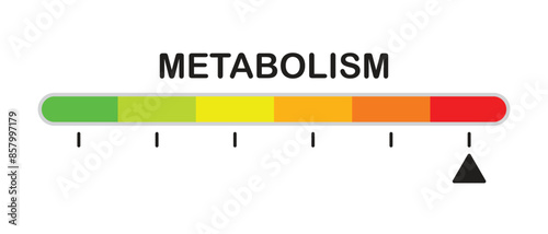 Color scale, metabolic rate indicator, flat design, vector illustration.